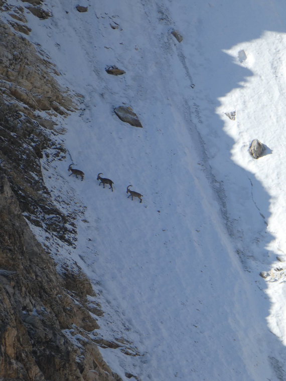 Kyrgyzstan, Pamir-Alai Mountains, Ibex, Walkopedia