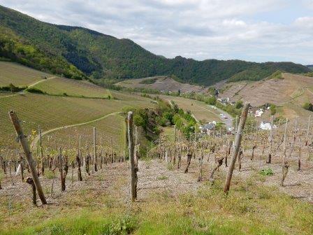 Germany, Along the Ahr-river, Rotweinwanderweg , The Rotweinwanderweg - vineyards, Walkopedia