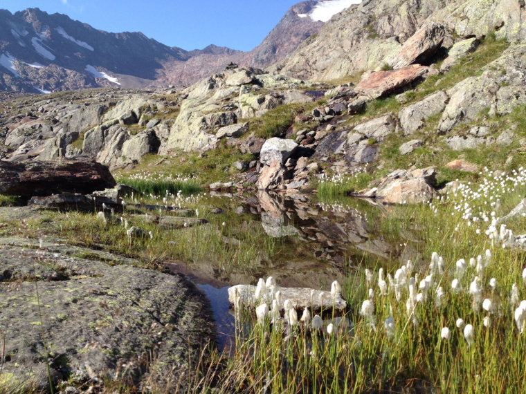 Austria Stubai Alps, Above Nurenberger Hut; Mairspitze, Wilder Freiger, Cottongrass above nurnberger hutte, Walkopedia