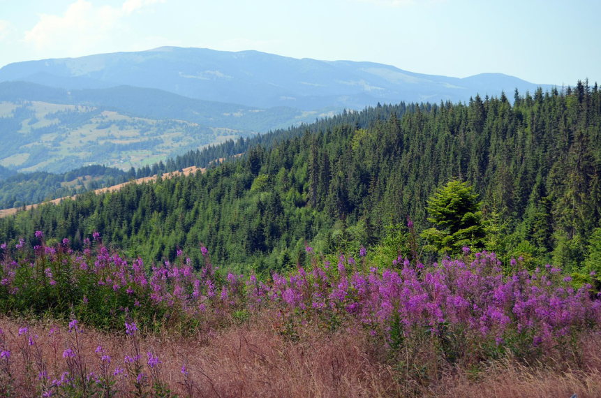 Romania Transylvania, Apuseni Mountains, Apuseni , Walkopedia