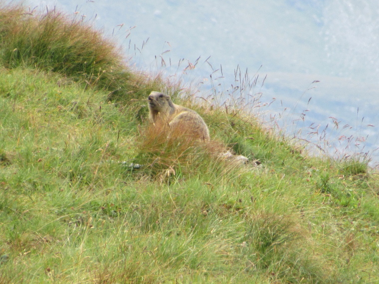 Austria Hohe Tauern, Above Kals am Grossglockner, Marmot above Luckner Hut, Walkopedia