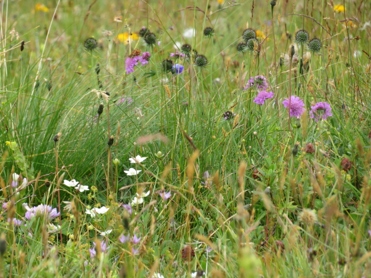 Austria Hohe Tauern, Above Kals am Grossglockner, Kodnitztal flowers, Walkopedia