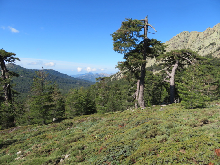 France Corsica: Northern Highlands, Evisa to Col de Vergio, , Walkopedia