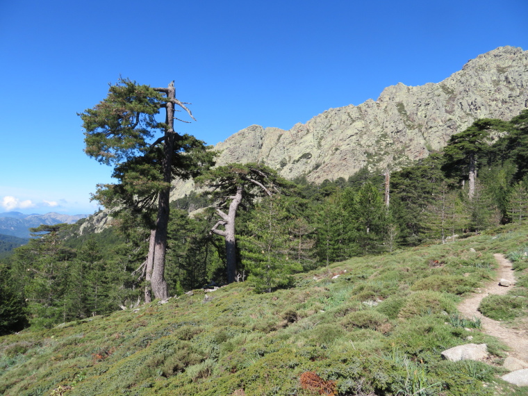 France Corsica: Northern Highlands, Evisa to Col de Vergio, Lovely meadow just above Aitone forest treeline, Walkopedia