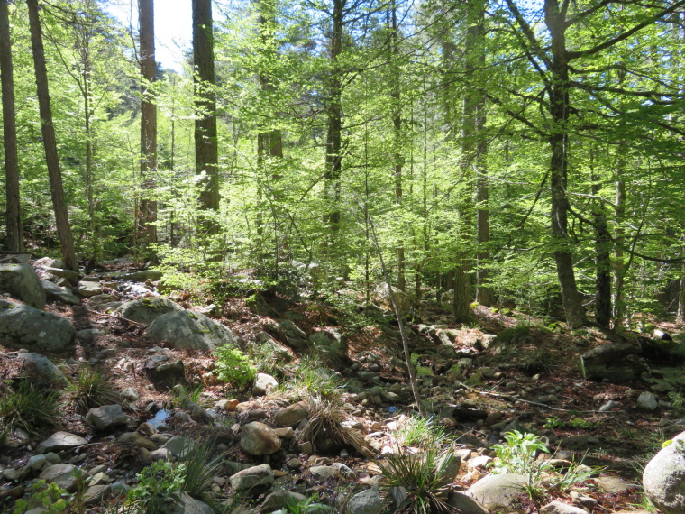 France Corsica: Northern Highlands, Evisa to Col de Vergio, Dappled light in upper Aitone forest, Walkopedia