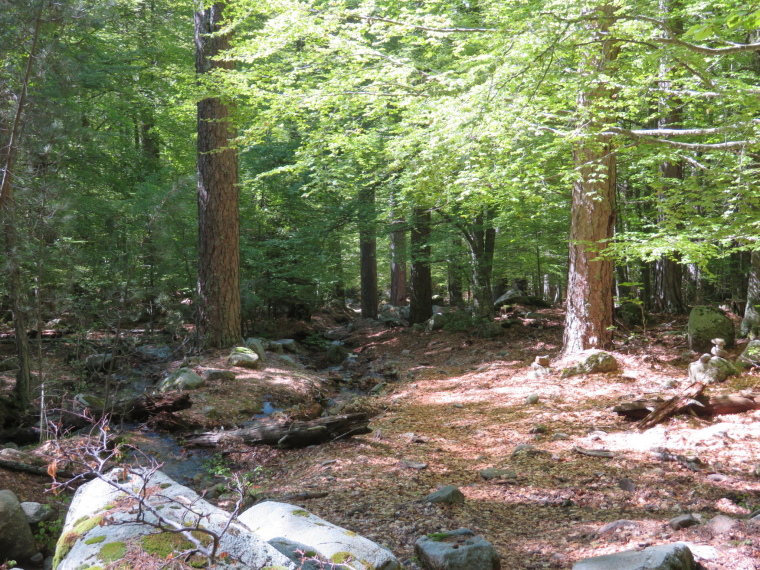 France Corsica: Northern Highlands, Evisa to Col de Vergio, Dappled light in upper forest, Walkopedia