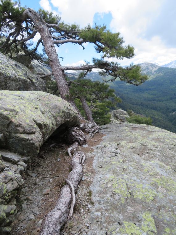 France Corsica: Northern Highlands, Evisa to Col de Vergio, Longest root ever..., Walkopedia