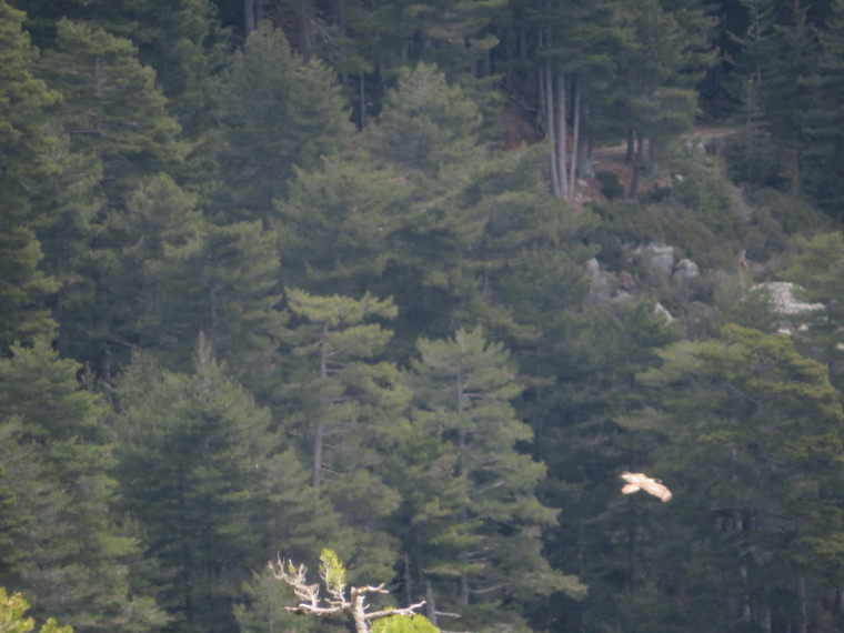 France Corsica: Northern Highlands, Evisa to Col de Vergio, Lammergeyer (bearded vulture), ultra-rare, Walkopedia