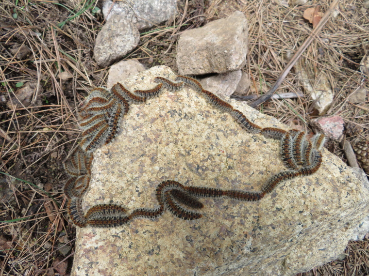 France Corsica: Northern Highlands, Evisa to Col de Vergio, Escher moment, Walkopedia