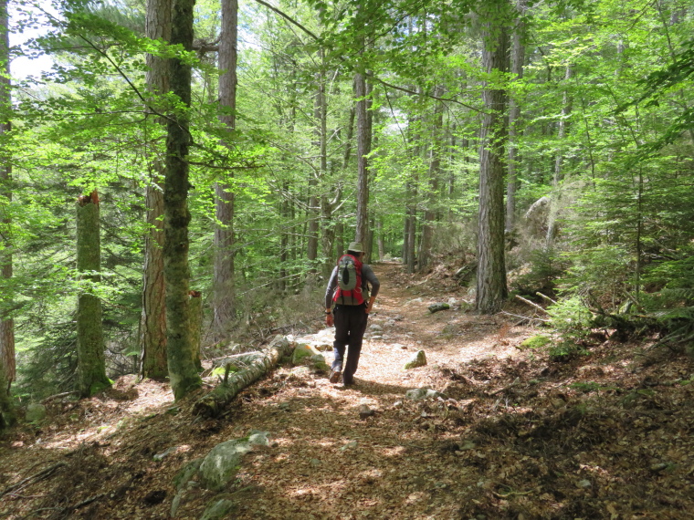 France Corsica: Northern Highlands, Evisa to Col de Vergio, , Walkopedia