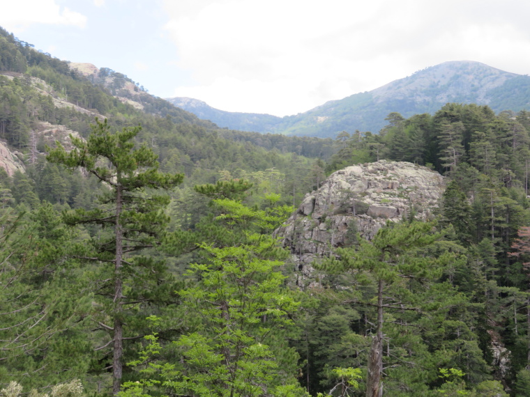 France Corsica: Northern Highlands, Evisa to Col de Vergio, , Walkopedia