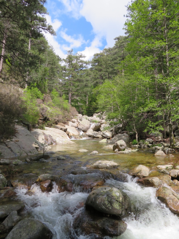 France Corsica: Northern Highlands, Evisa to Col de Vergio, , Walkopedia