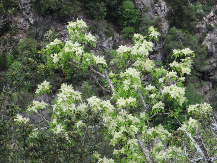 France Corsica: Northern Highlands, Evisa to Col de Vergio, , Walkopedia