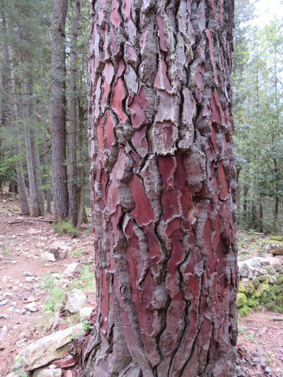 France Corsica: Northern Highlands, Evisa to Col de Vergio, , Walkopedia