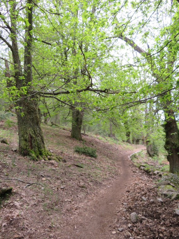 France Corsica: Northern Highlands, Evisa to Col de Vergio, , Walkopedia