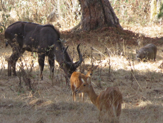 Ethiopia South Bale Mts, Sangay Grassland and Park HQ Reserve, All tame in Park HQ reserve, Walkopedia