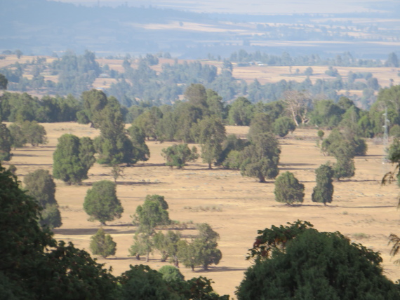 Ethiopia South Bale Mts, Sangay Grassland and Park HQ Reserve, From Park HQ reserve, Walkopedia