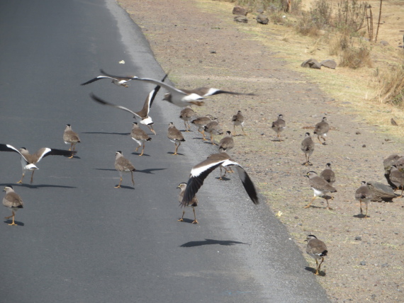 Ethiopia South Bale Mts, Sangay Grassland and Park HQ Reserve, Gaysay Grasslands, Walkopedia