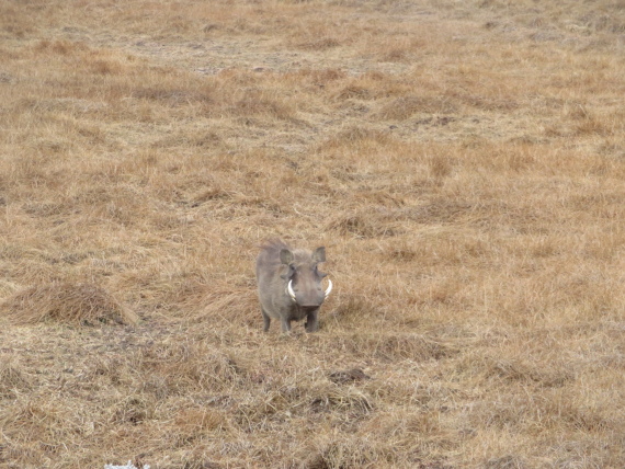 Ethiopia South Bale Mts, Sangay Grassland and Park HQ Reserve, Gaysay Grasslands, dry season , Walkopedia