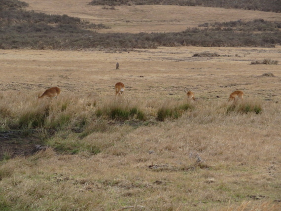 Ethiopia South Bale Mts, Sangay Grassland and Park HQ Reserve, Gaysay Grasslands, dry season , Walkopedia