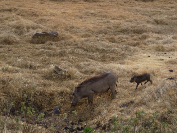 Ethiopia South Bale Mts, Sangay Grassland and Park HQ Reserve, Gaysay Grasslands, dry season , Walkopedia