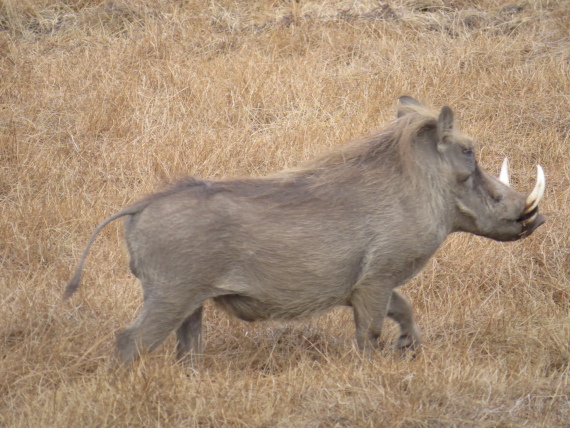 Ethiopia South Bale Mts, Sangay Grassland and Park HQ Reserve, Gaysay Grasslands, dry season , Walkopedia