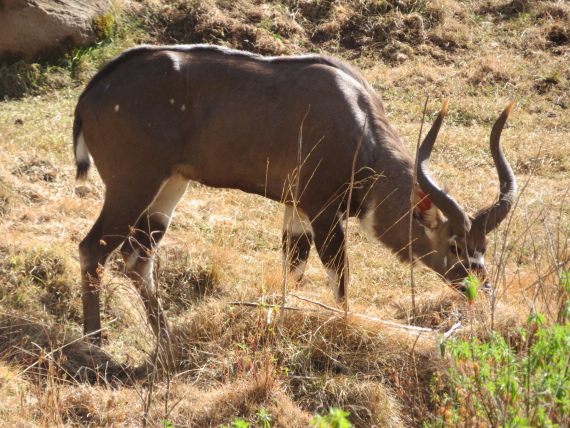 Ethiopia South Bale Mts, Sangay Grassland and Park HQ Reserve, Park HQ reserve , Walkopedia