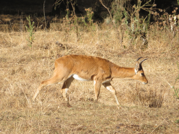 Ethiopia South Bale Mts, Sangay Grassland and Park HQ Reserve, Park HQ reserve , Walkopedia