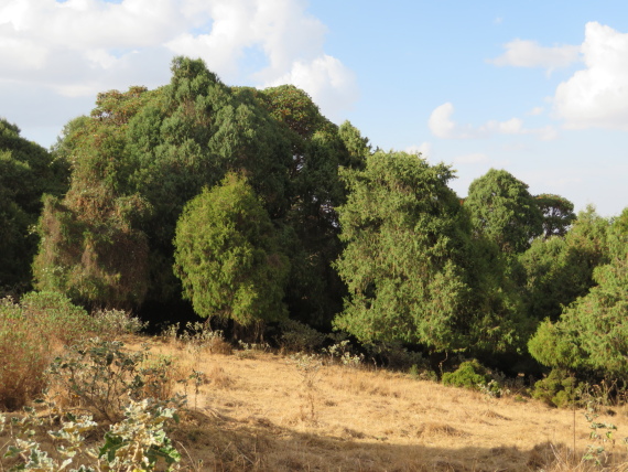 Ethiopia South Bale Mts, Sangay Grassland and Park HQ Reserve, Park HQ reserve , Walkopedia