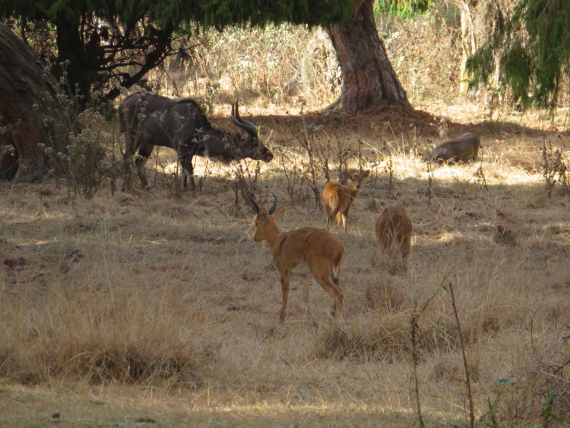 Ethiopia South Bale Mts, Sangay Grassland and Park HQ Reserve, Park HQ reserve , Walkopedia