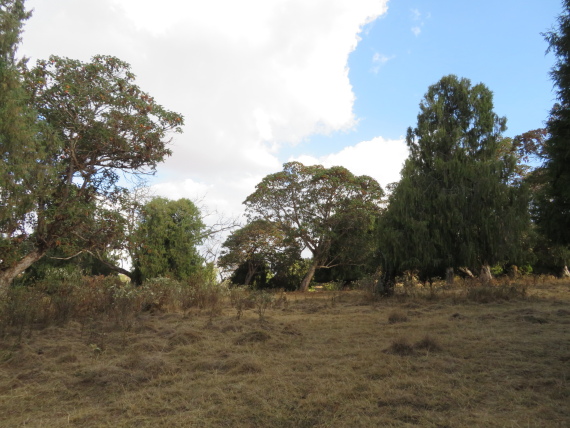 Ethiopia South Bale Mts, Sangay Grassland and Park HQ Reserve, Park HQ reserve , Walkopedia