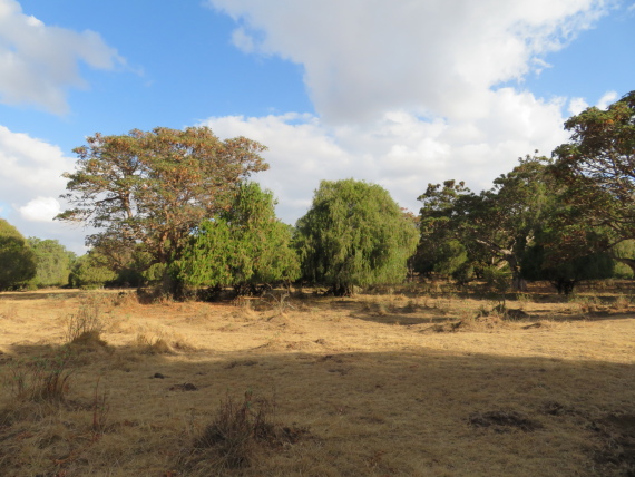 Ethiopia South Bale Mts, Sangay Grassland and Park HQ Reserve, Park HQ reserve , Walkopedia