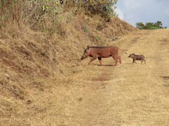 Ethiopia South Bale Mts, Sangay Grassland and Park HQ Reserve, Park HQ reserve , Walkopedia