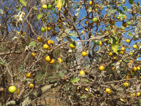 Ethiopia South Bale Mts, Sangay Grassland and Park HQ Reserve, Park HQ reserve , Walkopedia