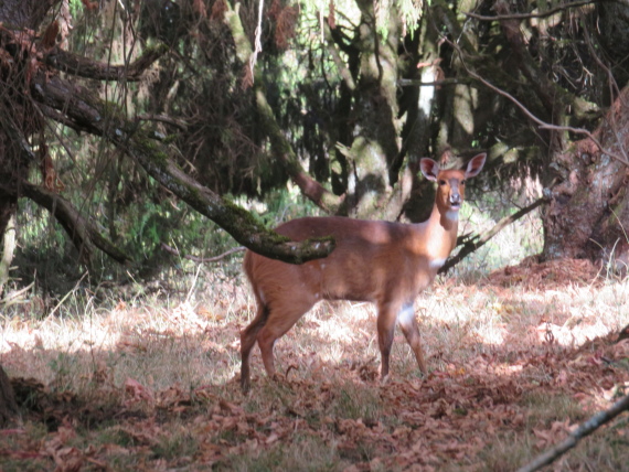 Ethiopia South Bale Mts, Sangay Grassland and Park HQ Reserve, Park HQ reserve , Walkopedia