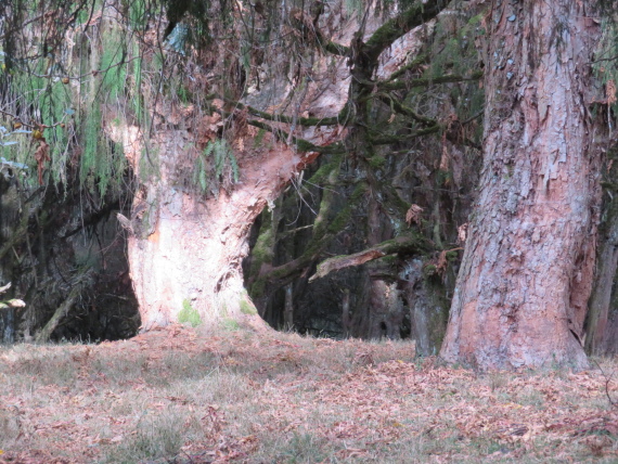 Ethiopia South Bale Mts, Sangay Grassland and Park HQ Reserve, Park HQ reserve , Walkopedia