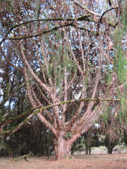 Ethiopia South Bale Mts, Sangay Grassland and Park HQ Reserve, Park HQ reserve , Walkopedia