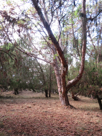 Ethiopia South Bale Mts, Sangay Grassland and Park HQ Reserve, Park HQ reserve , Walkopedia