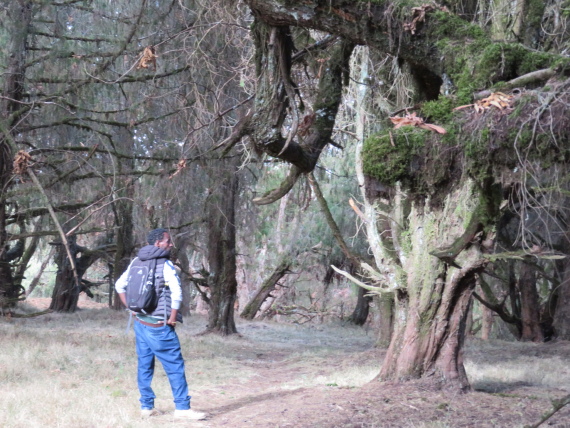 Ethiopia South Bale Mts, Sangay Grassland and Park HQ Reserve, Park HQ reserve , Walkopedia