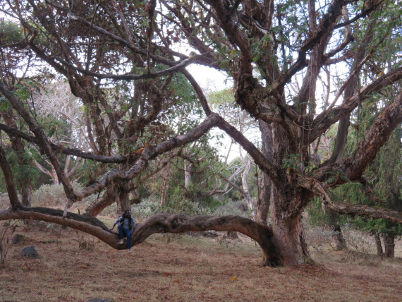 Ethiopia South Bale Mts, Sangay Grassland and Park HQ Reserve, Park HQ reserve , Walkopedia