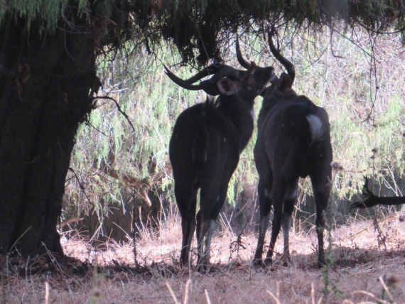 Ethiopia South Bale Mts, Sangay Grassland and Park HQ Reserve, Park HQ reserve 12, Walkopedia