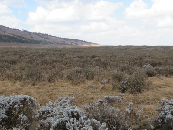 Ethiopia South Bale Mts, Sangay Grassland and Park HQ Reserve, Gaysay Grasslands, dry season, Walkopedia