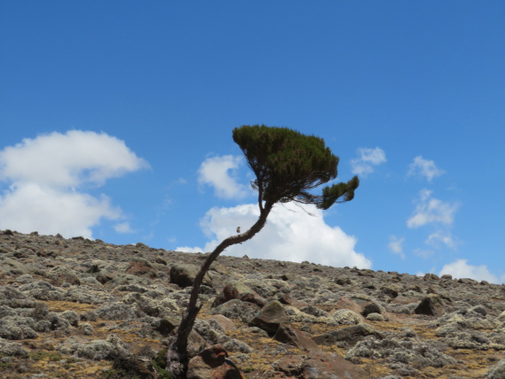 Ethiopia South Bale Mts, Sanetti Plateau, Lonely giant heather, Walkopedia