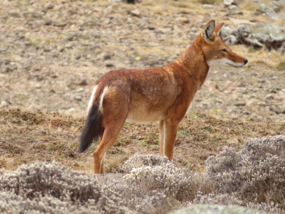 Ethiopia South Bale Mts, Sanetti Plateau, Ethiopian wolf, Walkopedia