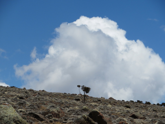 Ethiopia South Bale Mts, Sanetti Plateau, , Walkopedia