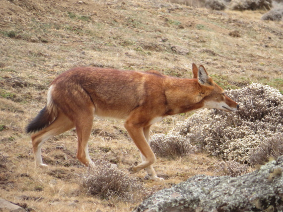 Ethiopia South Bale Mts, Sanetti Plateau, , Walkopedia