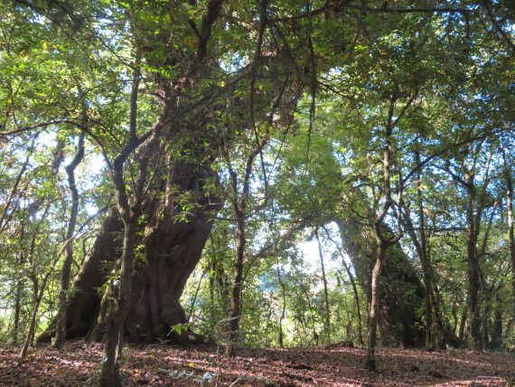Ethiopia South Bale Mts, Harenna Forest, Stately forest trees, Walkopedia