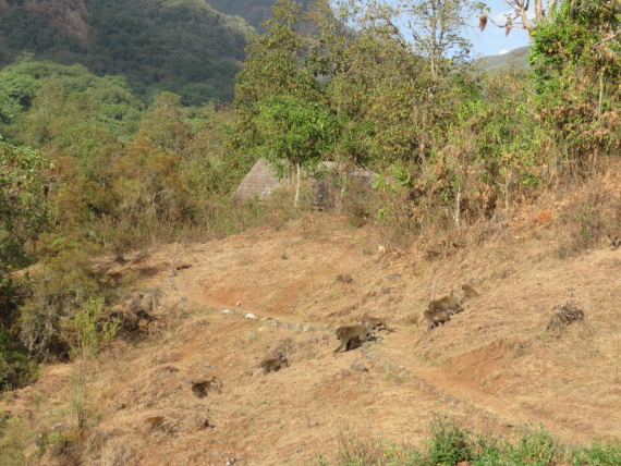 Ethiopia South Bale Mts, Harenna Forest, , Walkopedia