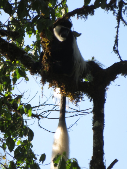 Ethiopia South Bale Mts, Harenna Forest, , Walkopedia