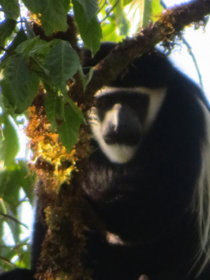 Ethiopia South Bale Mts, Harenna Forest, , Walkopedia